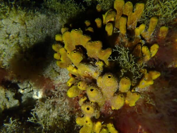 Corals.