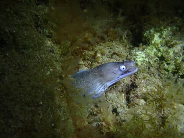 A fish.