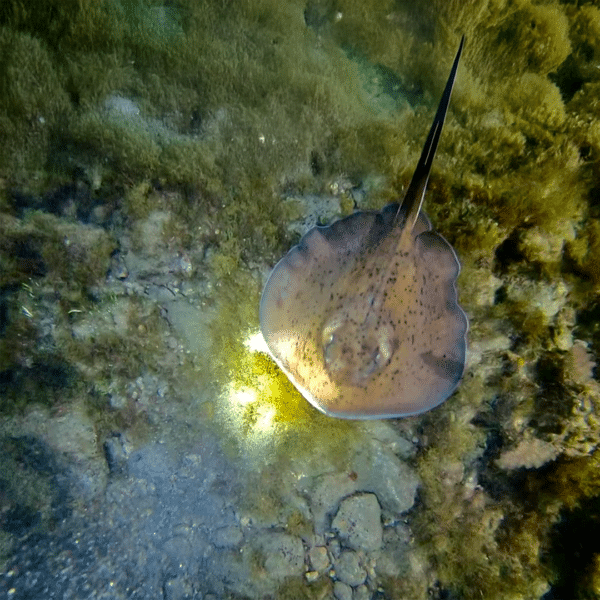 A ray.