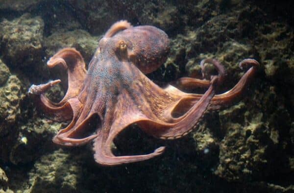 An octopus.