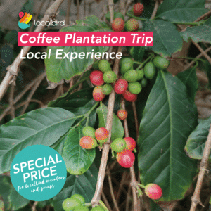 Local trip: coffee plantation - Gran Canaria