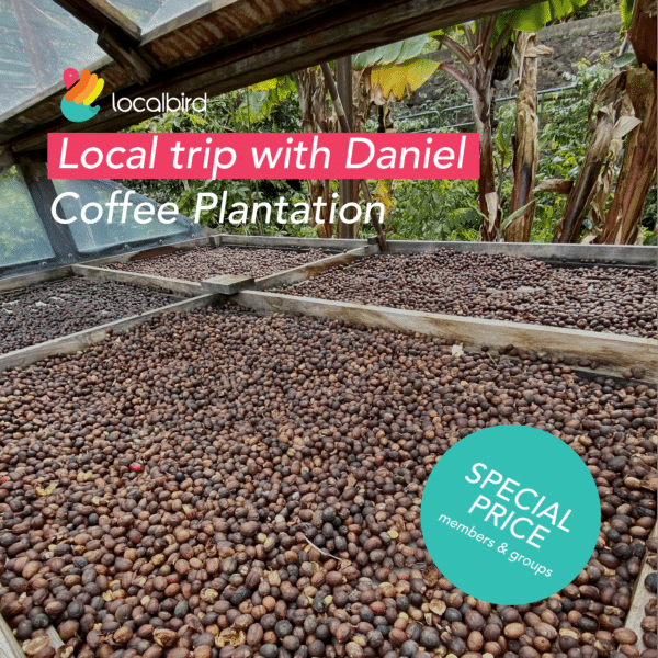Local trip with Daniel: coffee plantation