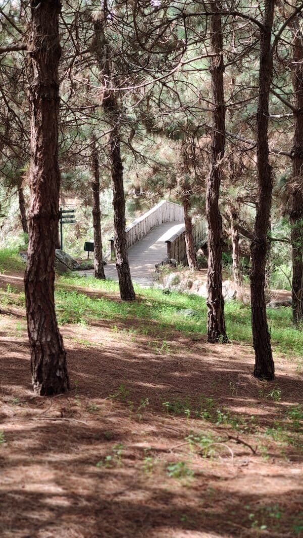 hidden-mountain-path-local-trip-localbird-garden