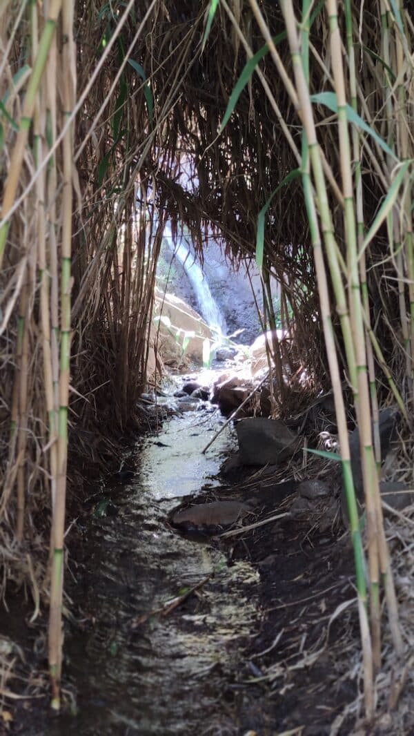 hidden-mountain-path-local-trip-localbird-green-hike