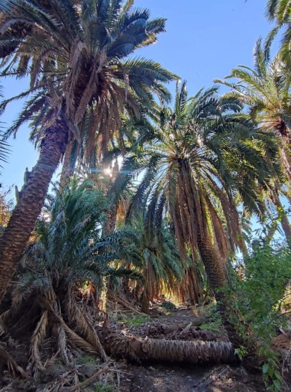 hidden-mountain-path-local-trip-localbird-palms