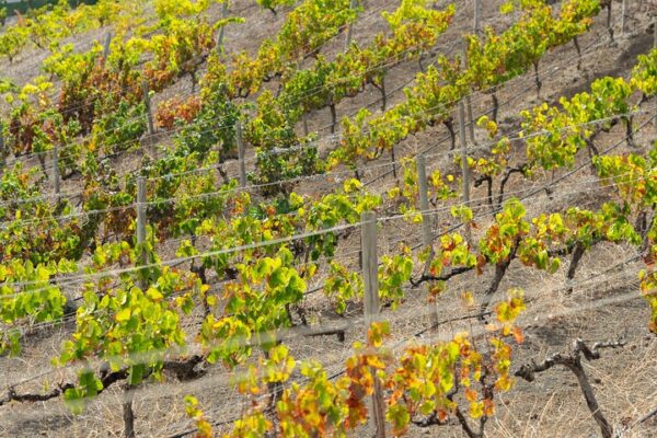 photo-grapevine-localbird