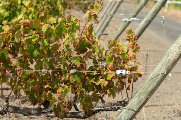 photo-grapevine2-localbird