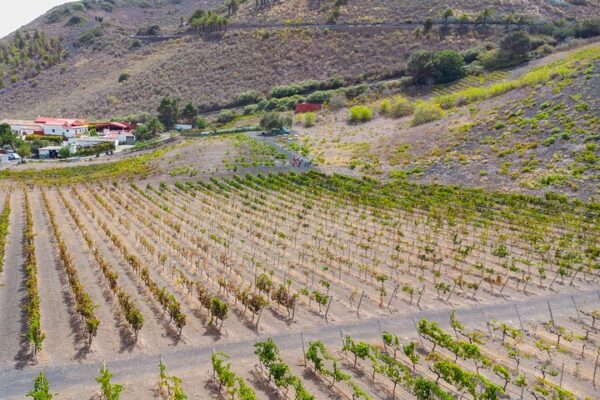 photo-grapevine3-localbird