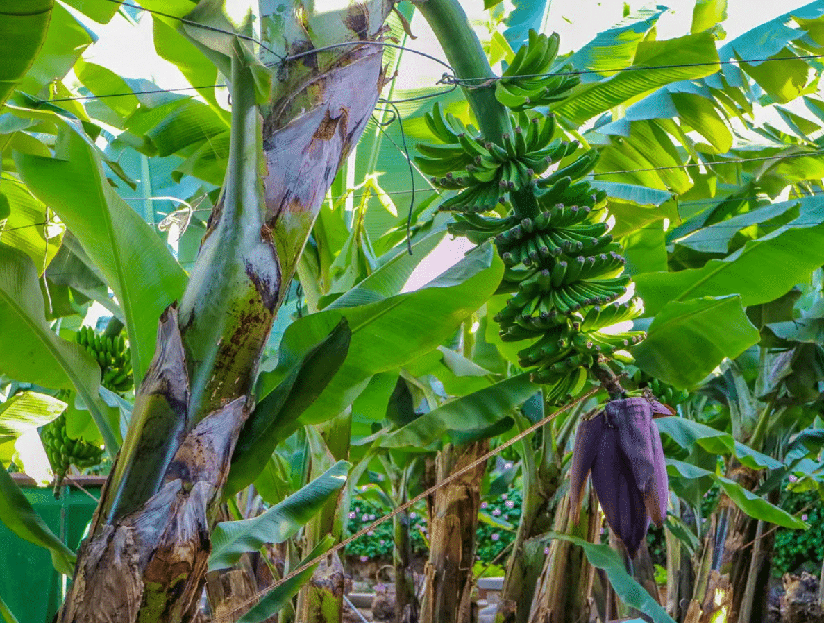 Banana Plantation Guided Tour - Image 2