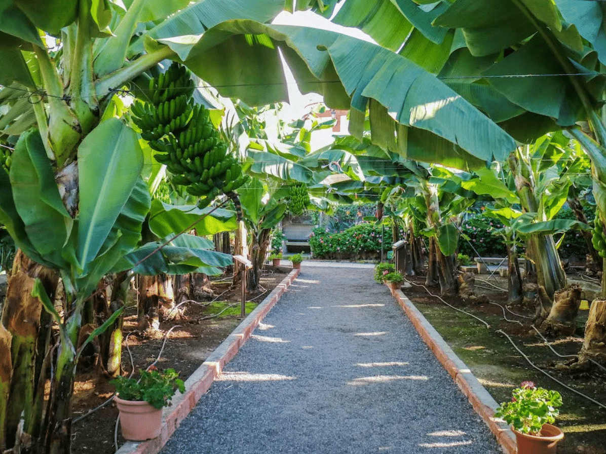 Banana Plantation Guided Tour - Image 3