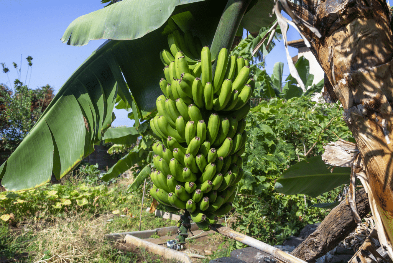 Banana Plantation Guided Tour - Image 4