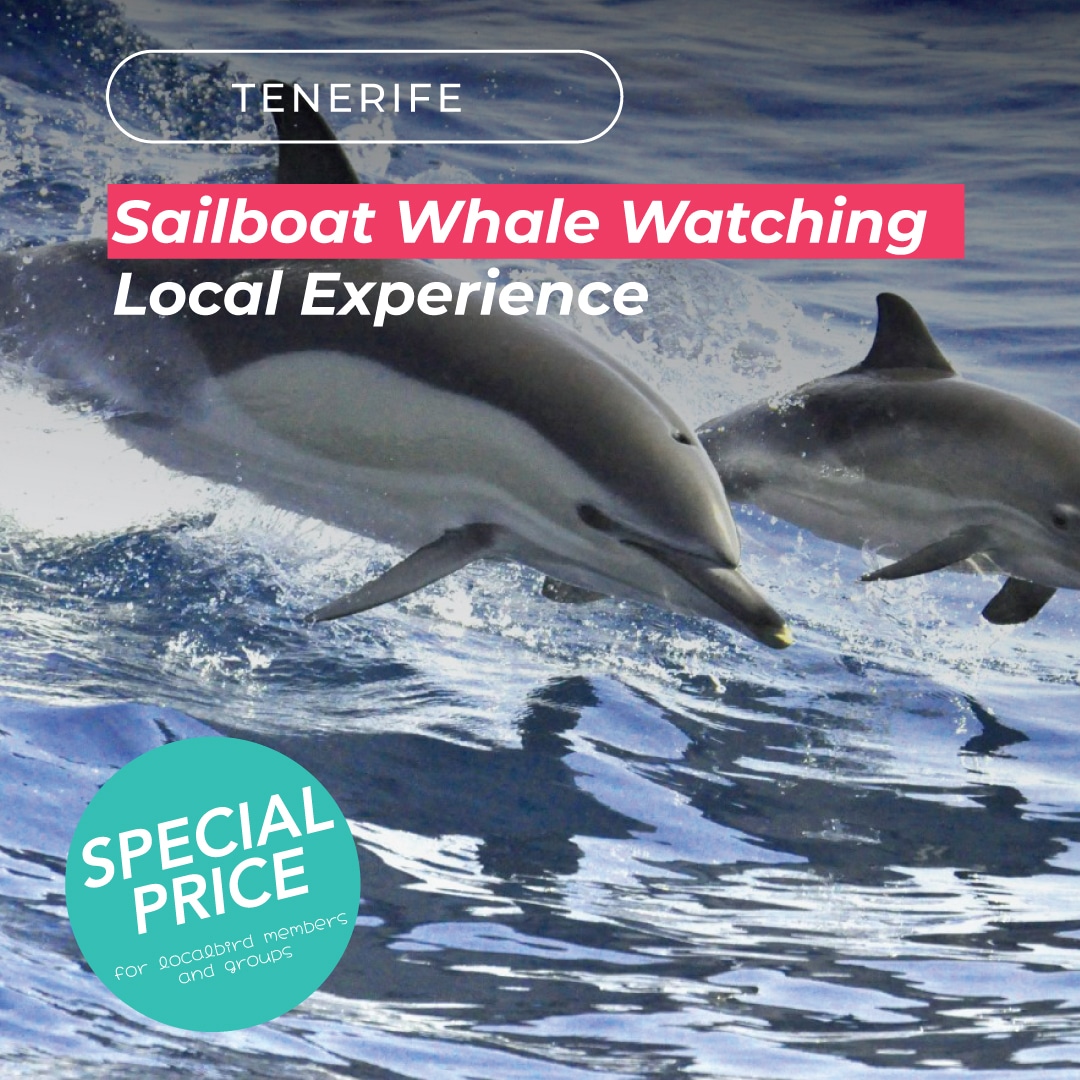 Premium Sailboat Whale Watching Experience