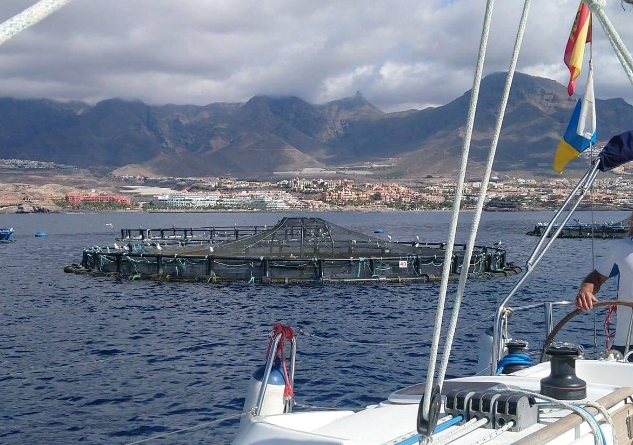 Premium Sailboat Whale Watching Experience - Image 5